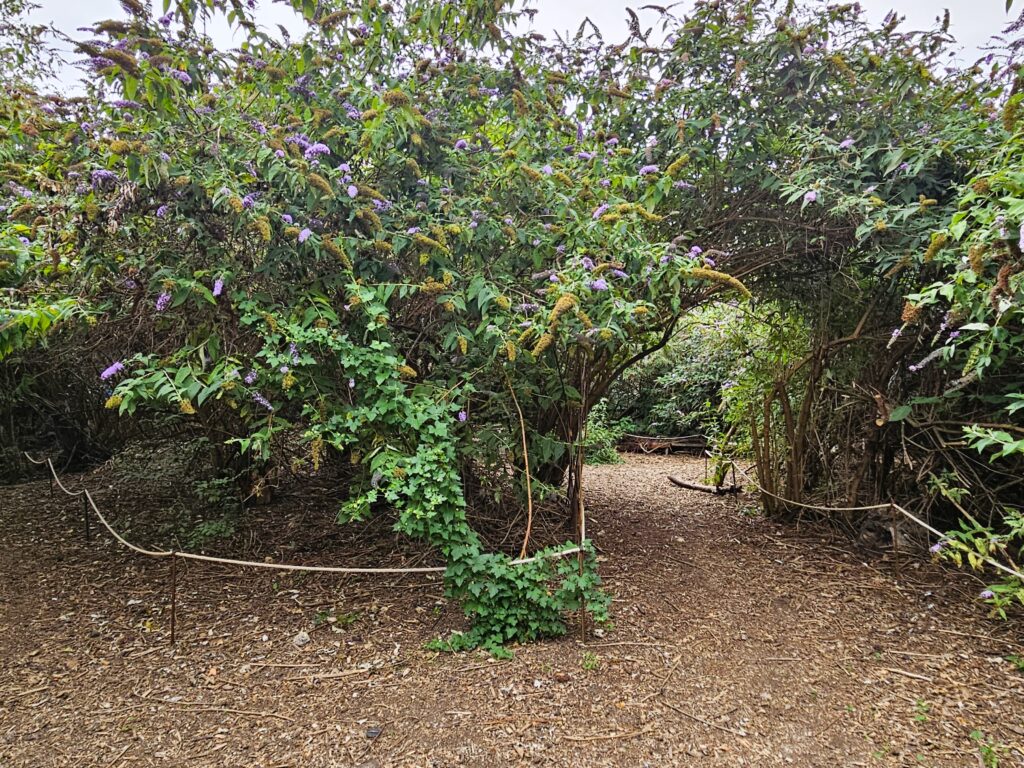 Paris-Park-11. Arrondissement_Dickicht_TEP Ménilmontant: Ein Stück wilde Natur mitten in Paris